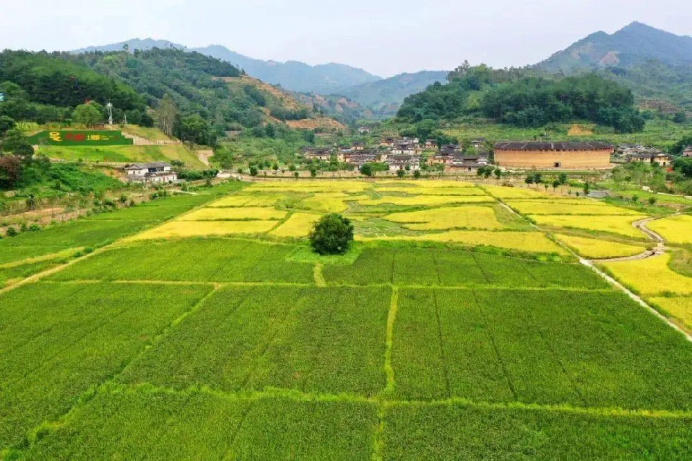 Campos de arroz.jpg