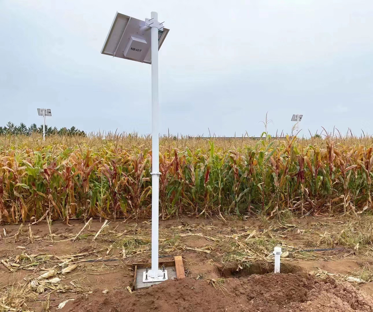 Sistema de monitoreo de temperatura y humedad del suelo para campos de maíz.jpg