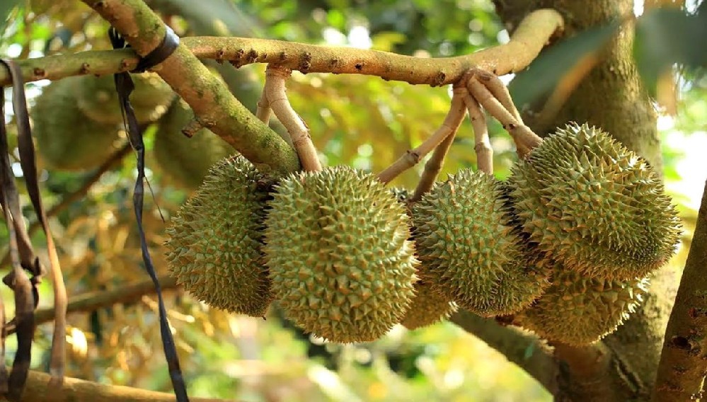 Árbol de durian.jpeg