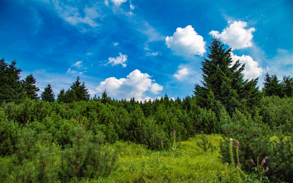 Estación meteorológica forestal.jpg