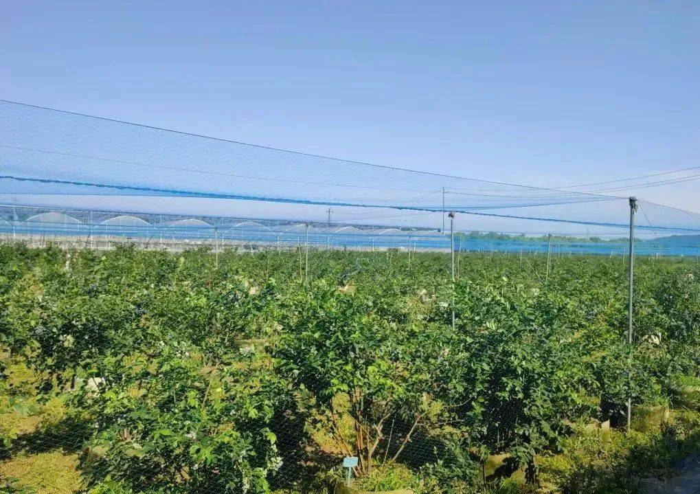 Estación meteorológica del huerto de frutas (2).jpeg