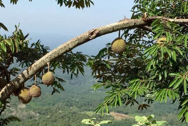 Estación meteorológica de la plantación de durian (3).jpeg