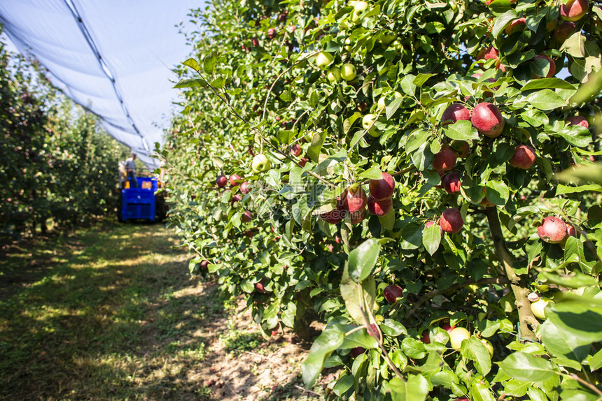 Cultivo de manzanas (2).jpg