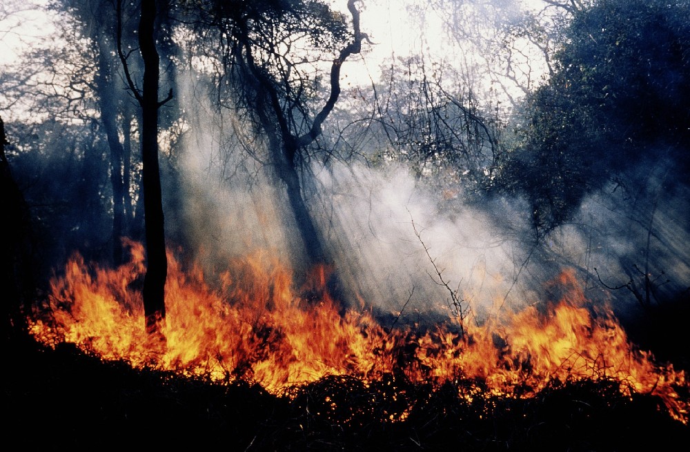 incendio forestal.jpg